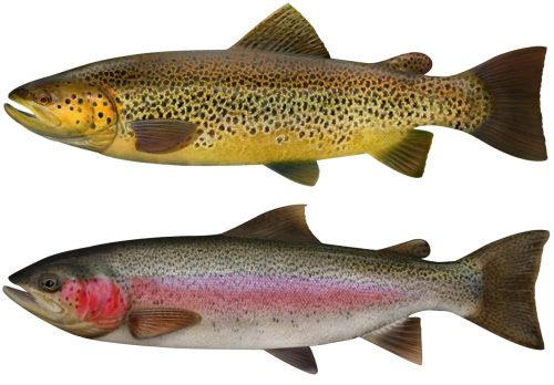 Trout and salmon stocked in Lake Michigan and tributaries